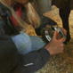World Sporthorse Championships: Grooms