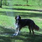Dog Days of Summer: Sprinkler Fun