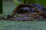 Planet's Best: Everglades Swamp Safari