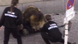 Untamed and Uncut: Trained Lion Attacks Owner
