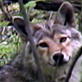 When Animals Strike: Coyote Attacks Boy