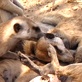 Meerkat Manor: Iron Lady