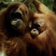 Happy Mother's Day: Primates
