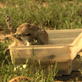 play video on Animal Planet