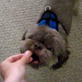 Bissell Pet Games Week 4: Chloe and Coco Bean Get Treats