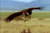 What's To Love: Vulture Eating Habits