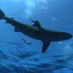 play video on Discovery Channel