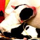 Animal Cops: Angel the Pit Bull