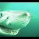 Shark Week: Leaping Great Whites