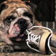 Petfinder: Destructive Chewing