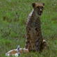 Killer Clips: Cheetah vs. Gazelle