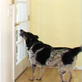 Petfinder: Barking At The Door