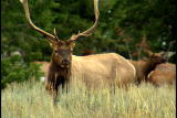 Get Out There: Grand Teton Elk