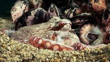 Wild Russia: Russia's Secret Underwater World