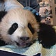 Panda Update: November Update