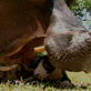 Weird True & Freaky: Jessica the Hippo