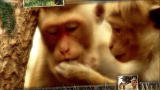 Dark Days in Monkey City: Behaving Badly 1