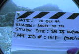 Future Shark : Angel Shark Surveillance
