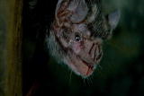 Weird True & Freaky: Human Sucking Vampire Bats