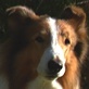 play video on Animal Planet