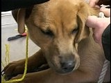 Animal Cops Detroit: All Tied Up