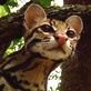 Amazon Claws: Paw vs. Claw