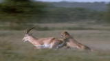 play video on Animal Planet