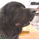 Breed All About It: Newfoundland