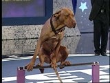 play video on Animal Planet