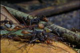 Fooled by Nature: Army Ants: Blind Warriors