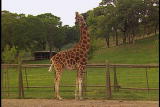 Growing Up Giraffe: Giraffe Labor