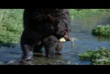 play video on Animal Planet