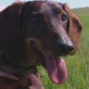 Breed All About It: Dachshund