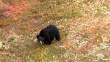 Out of the Wild: How to Survive a Bear Attack