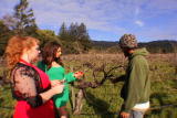 G Word Shorts: Grape Pruning
