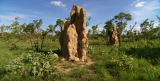 Buggin' With Ruud: Termite Cathedrals