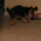 Bissell Pet Games Week 7: Dinner Time Prepping Food