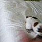 Bissell Pet Games Week 8: Hotel Bed Jumping