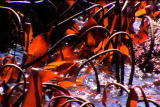 G Word :Edible Algae