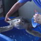 Hero of the Year: Jean Beasley: Turtle not Eating