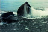 Fooled by Nature: Humpback Whale