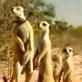 Meerkat Manor: Sneak Peek