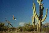 Weird True & Freaky: Harris Hawk Pack Hunters