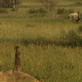 play video on Animal Planet