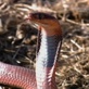 The Crocodile Hunter Diaries: Spitting Cobra
