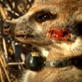 Meerkat Manor: Episode 4