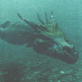 Dragons: The Marine Dragon's Evolution