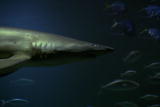 Planet's Best: Shark Reef Sharks