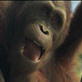 Orangutan Island: Self-Comforting Behavior