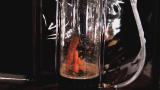 Time Warp: Garbage Disposal